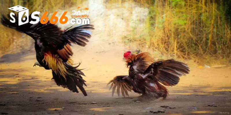 Một số hình thức đá gà casino trực tiếp S666 độc đáo nhất